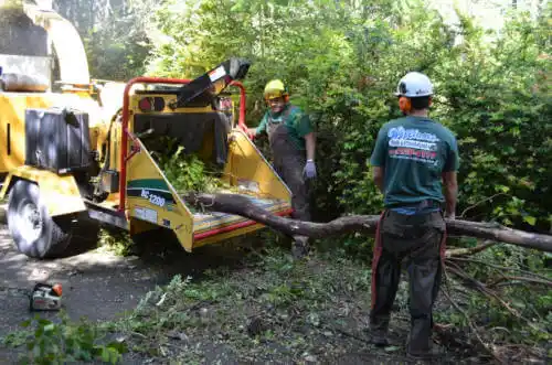 tree services Forrest City